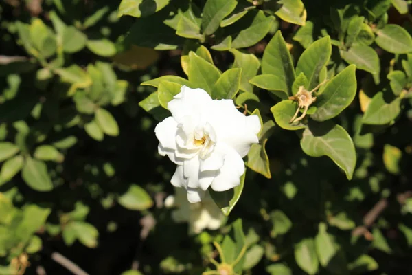 Fleur Blanche Gardenia Crète Grèce — Photo