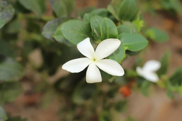 Fleur Blanche Natal Plum Dans Île Crète Grèce Son Nom — Photo