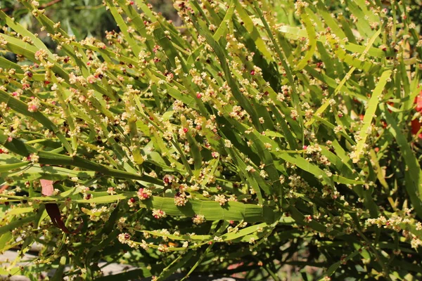 Százlábú Növény Vagy Galandféreg Növény Ribbonbush Kréta Szigetén Görögországban Latin — Stock Fotó