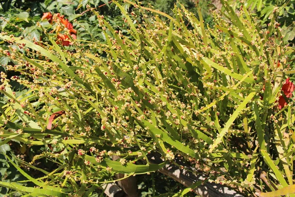 Stonoga Roślin Lub Tapeworm Plant Ribbonbush Krecie Grecja Jego Łacińska — Zdjęcie stockowe