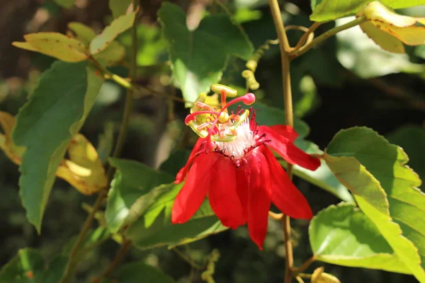 Red Passion Flower Crete Island Greece — Stock Photo, Image