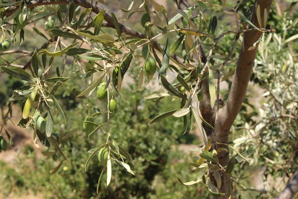 Green Olive Tree Olives Branch Crete Island Greece — 스톡 사진