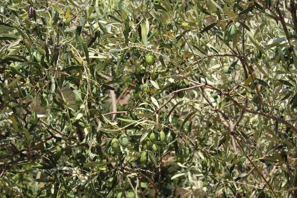 Green Olive Tree Olives Branch Crete Island Greece — 스톡 사진