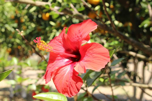 Czerwony Kwiat Hibiskus Krecie Grecja Hibiskus Jest Narodowym Symbolem Haiti — Zdjęcie stockowe