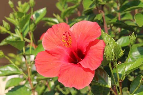 希腊克里特岛的红色 芙蓉是海地的国家象征 — 图库照片