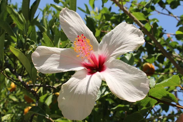 希腊克里特岛的白色和红色 芙蓉是海地的国家象征 — 图库照片