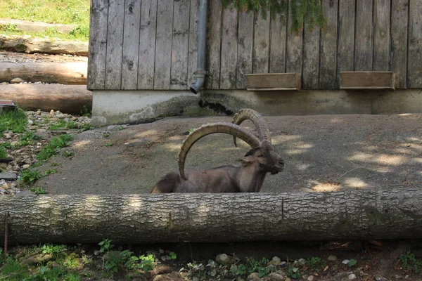 位于奥地利福拉尔贝格Bregenz的雄性 Alpine Ibex 或Capra Ibex Steinbock Bouquetin 其弯曲的长角 — 图库照片