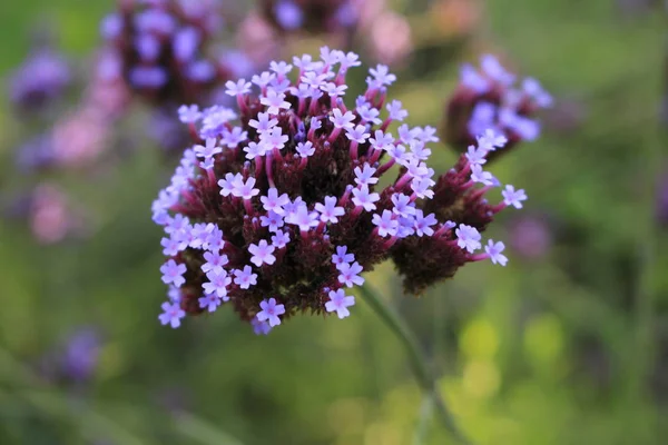 Argentinian Vervain Flowers Purpletop Vervain Clustertop Vervain Tall Verbena Pretty — Stok fotoğraf