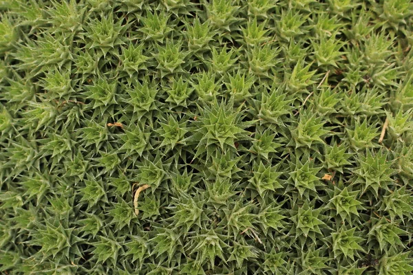 Ground Bromelia Plant Gallen Switzerland Its Latin Name Abromeitiella Brevifolia — 스톡 사진