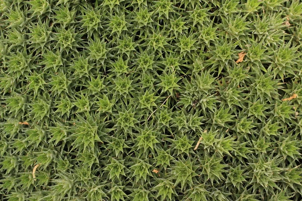 位于瑞士圣加仑的Bromelia地面工厂 其拉丁文名称为Abromeitiella Brevifolia Syn Deuterocohnia Brevifolia 原产于玻利维亚和阿根廷 — 图库照片