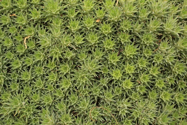 Ground Bromelia Üzem Gallenben Svájcban Latin Neve Abromeitiella Brevifolia Syn — Stock Fotó