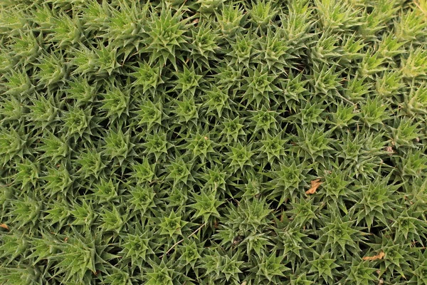 位于瑞士圣加仑的Bromelia地面工厂 其拉丁文名称为Abromeitiella Brevifolia Syn Deuterocohnia Brevifolia 原产于玻利维亚和阿根廷 — 图库照片