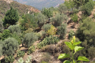 Green landscape with olive trees of southern Chania in Crete Island, Greece. 