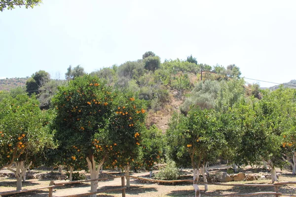 Oranger Dans Jardin Oranger Crète Grèce — Photo