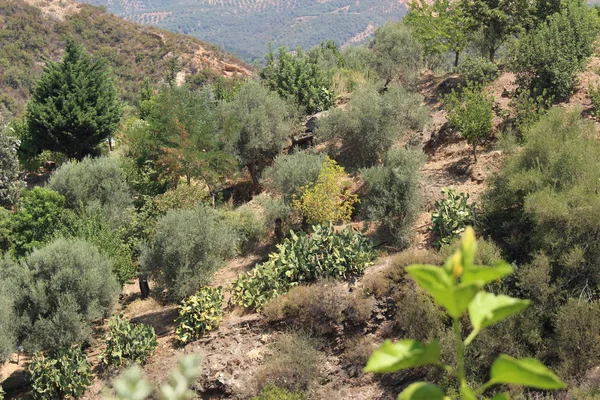 Paysage Vert Avec Oliviers Sud Canée Crète Grèce — Photo