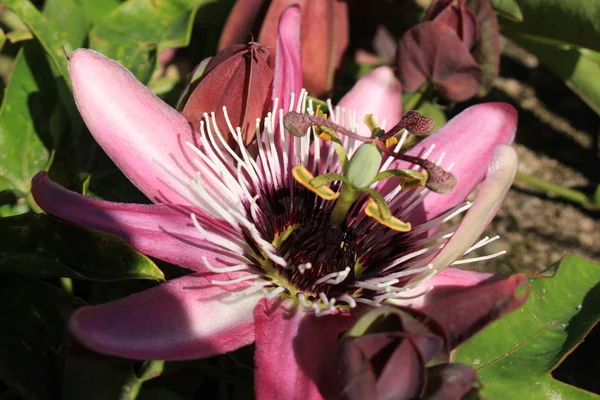 Híbrido Violet Passionflower Passiflora Violacea Gallen Suiza Cultivar Passiflora Caerulea — Foto de Stock