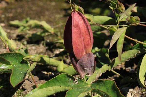 Pąki Hybrydowe Fioletowy Pasjonat Lub Passiflora Violacea Gallen Szwajcaria Jego — Zdjęcie stockowe