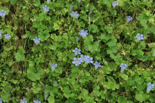 Ivy Blad Bellflowers Gallen Schweiz Dess Latinska Namn Wahlenbergia Hederacea — Stockfoto