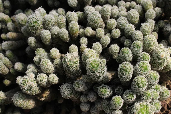 瑞士圣加仑的一群 Thimble Cactus 它的拉丁文名字是Mammillaria Gracilis 原产于墨西哥东部 — 图库照片