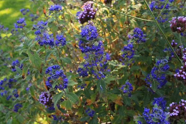 İsviçre 'nin St. Gallen kentinde bulunan Mavisakal Grand Bleu çiçekleri (ya da Mavi Sis Çalı, Mavi Spirea). Latince adı Caryopteris Clandonensis, Caryopteris Incana - Caryopteris Mongholica.