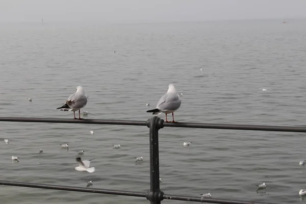 White Seagulls Perched Railing Foggy Weather Coast Lake Constance Bodensee — Stock Photo, Image