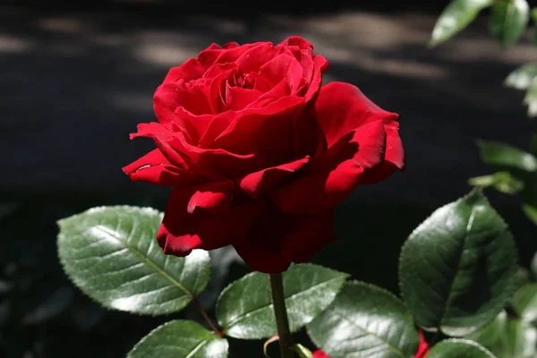 Rosa Roja Única Natural Rama — Foto de Stock