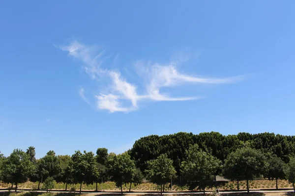 Hermoso Bosque Orillas Del Río Guadalquivir Sevilla Andalucía España —  Fotos de Stock