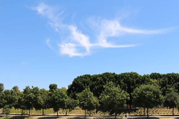 Prachtig Bos Aan Oever Van Guadalquivir Rivier Sevilla Andalusië Spanje — Stockfoto