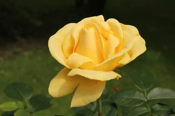 Natural single yellow rose on the branch