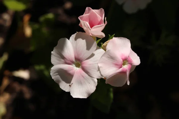 Rózsaszín Drummond Phlox Virág Vagy Éves Phlox Nyári Phlox Zürichben — Stock Fotó