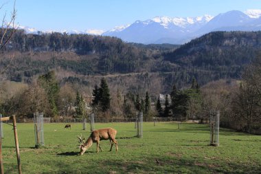 Avusturya 'nın Feldkirch, Vorarberg kentindeki Avusturya Alp dağlarında otlayan bir geyik..