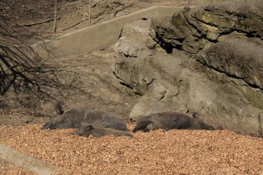 Yaban domuzu Feldkirch, Vorarberg, Avusturya.