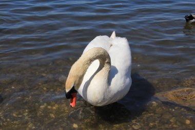 Hard, Vorarberg, Avusturya 'da Constance Gölü' nde yüzen tek bir beyaz kuğu.. 