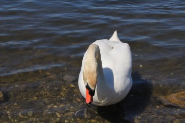 Hard, Vorarberg, Avusturya 'da Constance Gölü' nde yüzen tek bir beyaz kuğu.. 