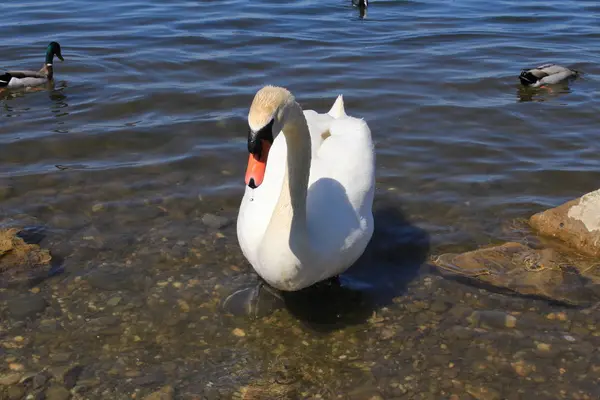 Singolo Cigno Bianco Che Nuota Sul Lago Costanza Hard Vorarberg — Foto Stock