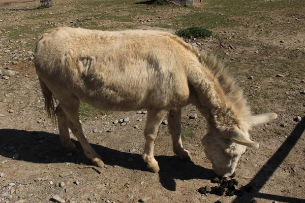 Austrian Hungarian White Baroque Donkey Barock Esel Blue Eyes Feldkirch — стоковое фото