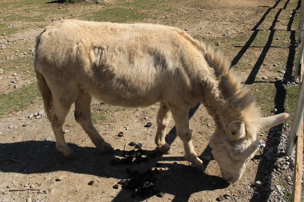 Austrian Hungarian White Baroque Donkey Barock Esel Blue Eyes Feldkirch — стоковое фото