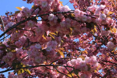 Sakura ağacında güzel pembe Japon kiraz çiçekleri..