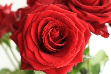 Vazoda bir demet kırmızı gül. 