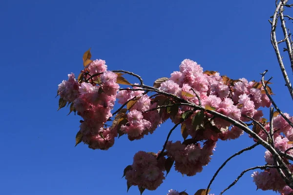 Hermosa Flor Cerezo Japonés Rosa Árbol Sakura —  Fotos de Stock