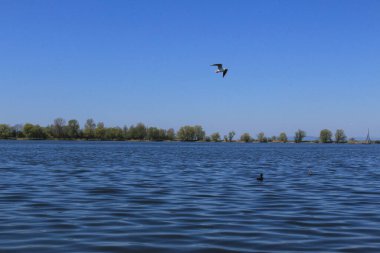 Hard, Vorarlberg, Avusturya kıyılarından Constance Gölü (Bodensee) manzarası