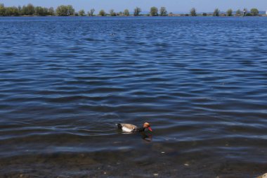 Hard, Vorarlberg, Avusturya kıyılarından Constance Gölü (Bodensee) manzarası