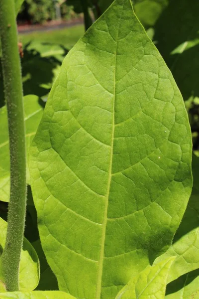 Zelený List Rostliny Tabák Gallen Švýcarsko Jeho Latinské Jméno Nicotiana — Stock fotografie