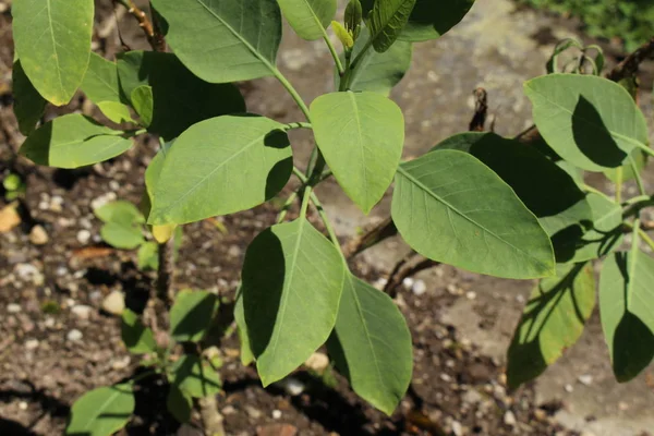 Πράσινο Φύλλο Φυτού Tree Tobacco Mustard Tree Tobacco Bush Wild — Φωτογραφία Αρχείου