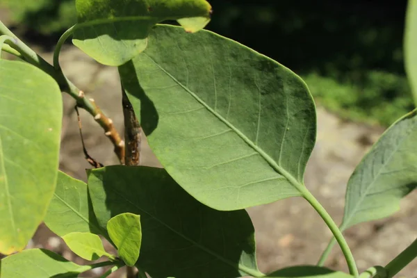 Πράσινο Φύλλο Φυτού Tree Tobacco Mustard Tree Tobacco Bush Wild — Φωτογραφία Αρχείου