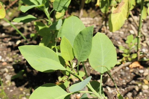 Green Tree Tobacco Plant Leaf Mustard Tree Tobacco Bush Wild — Stok fotoğraf