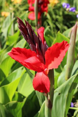 Red hybrid 