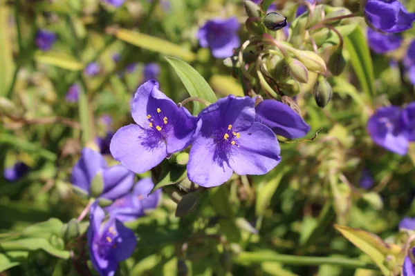 Flor Azul Spiderwort Lirio Araña Gallen Suiza Nombre Latín Tradescantia —  Fotos de Stock
