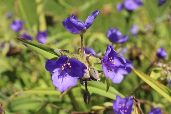 Blue Spiderwort Flower Spider Lily Gallen Switzerland Seu Nome Latino — Fotografia de Stock