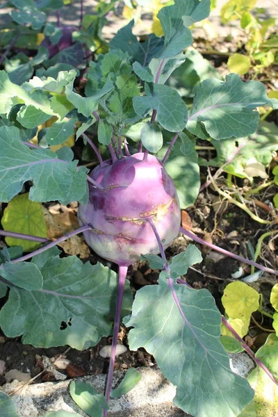 Kohlrabi Stem Leaves German Turnip Turnip Cabbage Gallen Switzerland Its — Stock Photo, Image